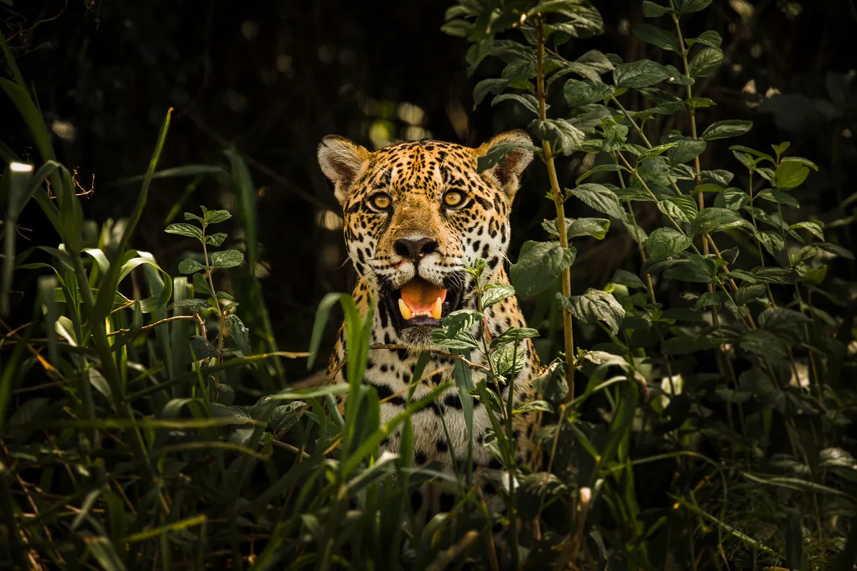 A jaguar with its mouth open looks out from among green shrubs in the Pantanal, its spotted face lit against dark vegetation